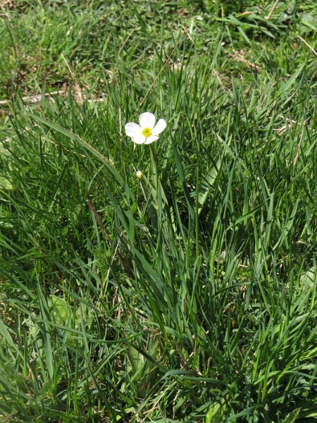 (2) Grass of parnassus.JPG